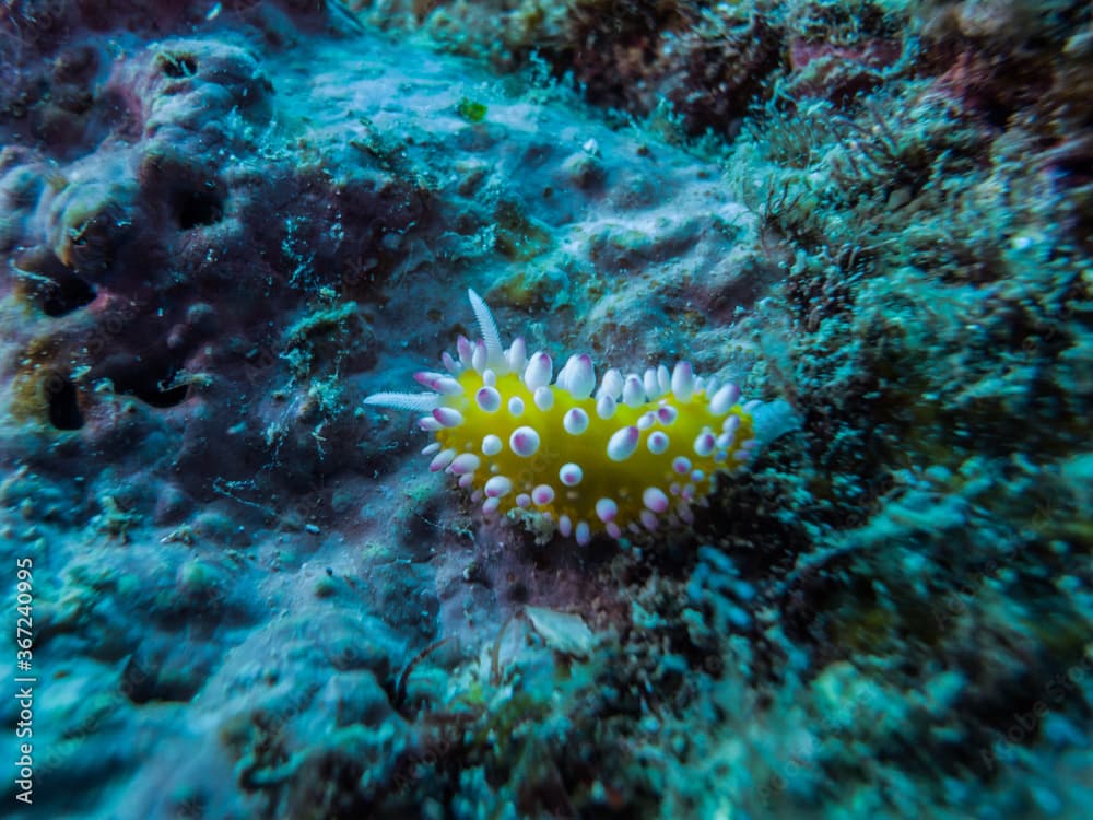 Nudibranch, Cadlinella ornatissima (Risbec, 1928), on the coral reef. Kushimoto, Wakayama, Japan