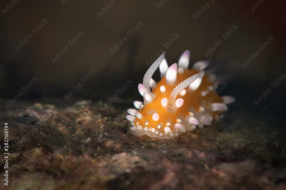 Nudibranch Cadlinella ornatissima . Underwater macro photography from Anilao, Philippines