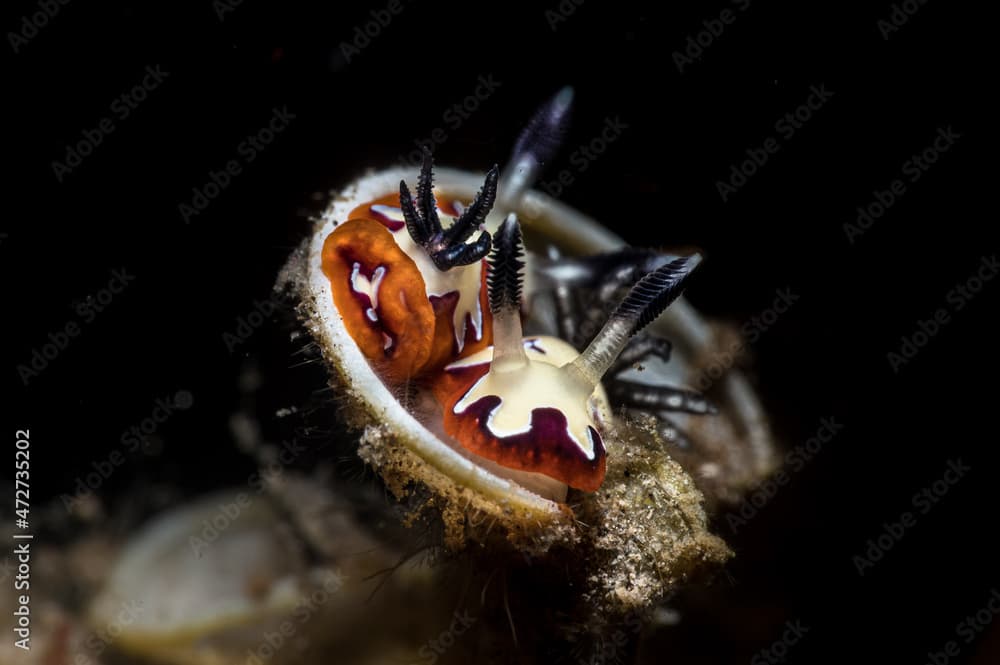 A pair of Goniobranchus fidelis nudibranch