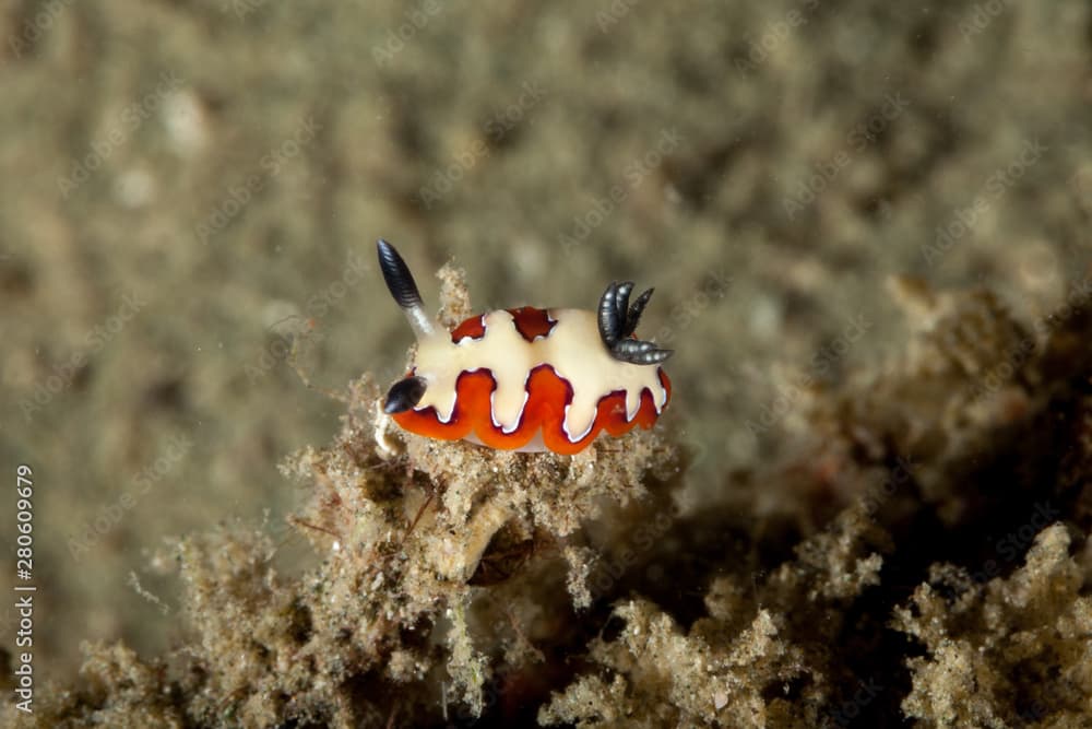 Faithful sea slug, Goniobranchus fidelis, Chromodoris fidelis