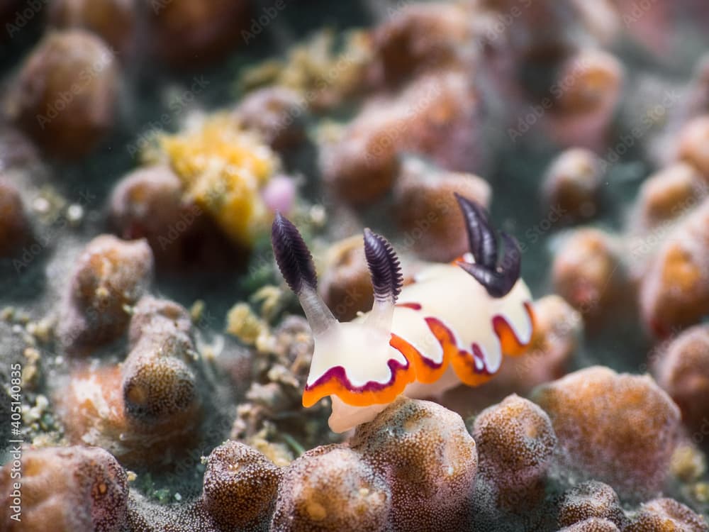 Faithful sea slug crawling on a stony coral (Mergui archipelago, Myanmar)