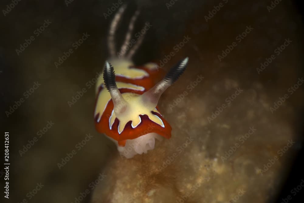 Nudibranch Goniobranchus fidelis. Picture was taken in Anilao, Philippines