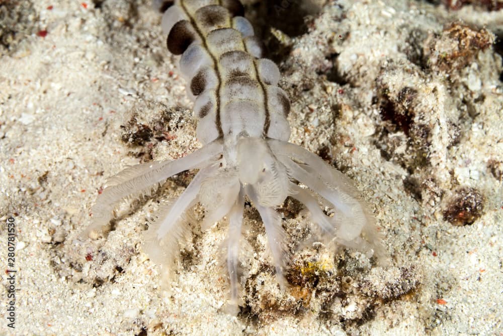 sticky snake sea cucumber, Euapta godeffroyi