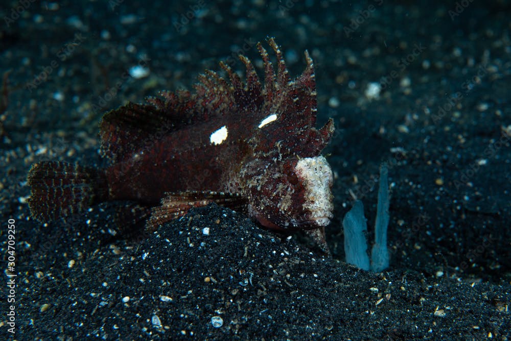 Long-Spined Waspfish  Paracentropogon longispinis