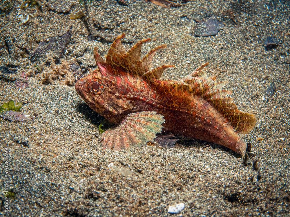 Longspine waspfish | Paracentropogon longispinis - at
Secret Bay at Gilimanuk in the north-west of Bali