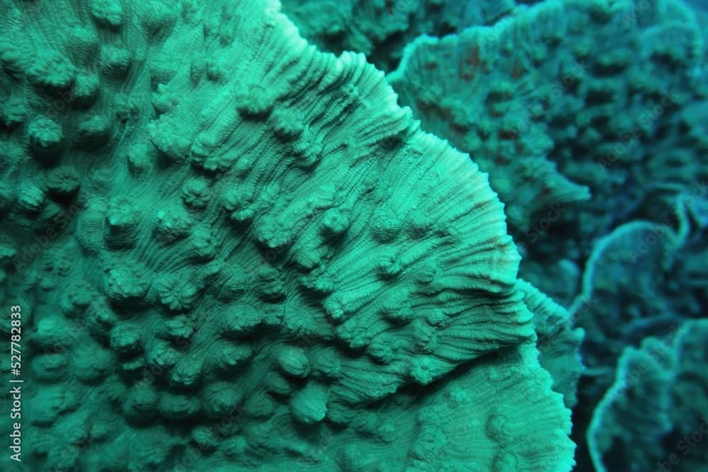 Organic texture of the Elephant Ear coral. Abstract green background .