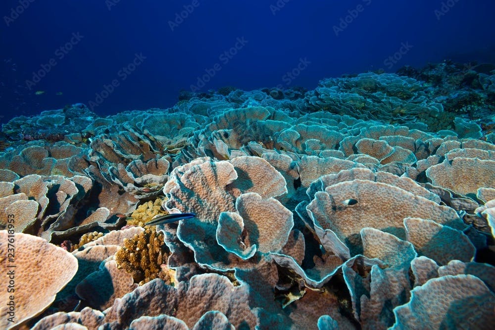 Elephant Nose Coral (Mycedium elephantotus), Fuvahmulah Atoll, Indian Ocean, Maldives, Asia