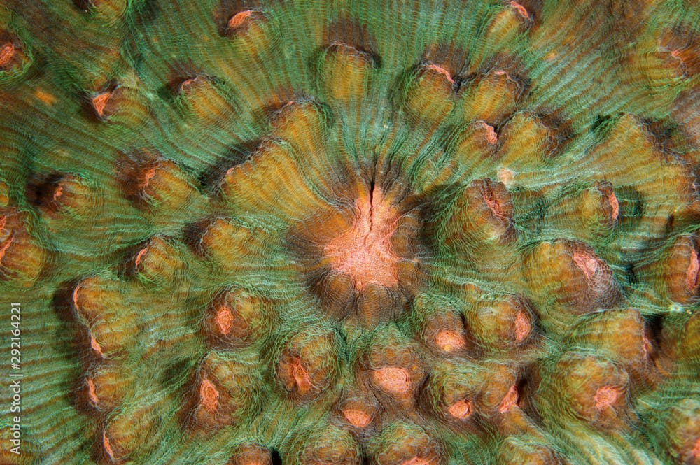 Hardcoral close up of Mycedium elephantotus, Sulawesi Indonesia.