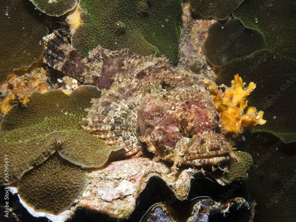 Raggy Scorpianfish - Scorpaenopsis venosa