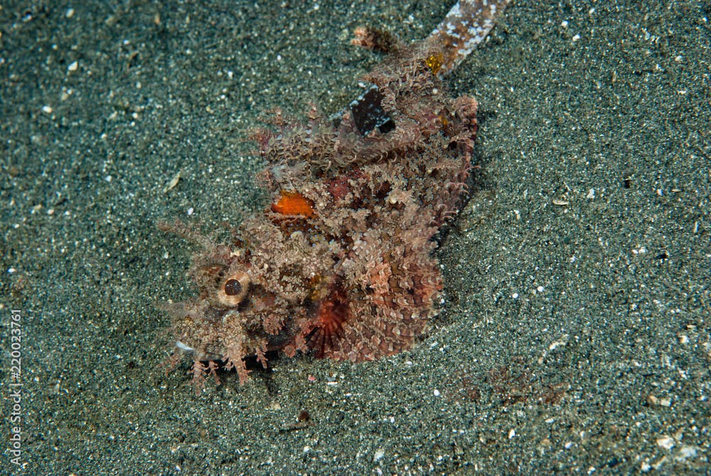 Raggy scorpionfish Scorpaenopsis venosa