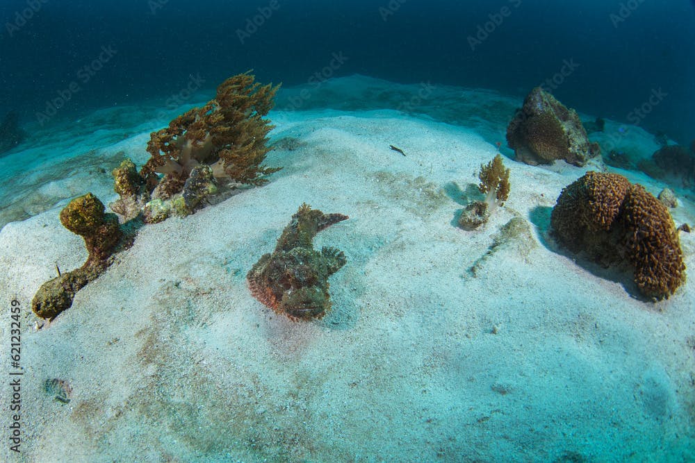 Raggy scorpionfish during dive on Raja Ampat. Scorpaenopsis venosa is laying on the sea bed. Scorpionfish is hunting. Poisonous fish look like stone on the bottom.