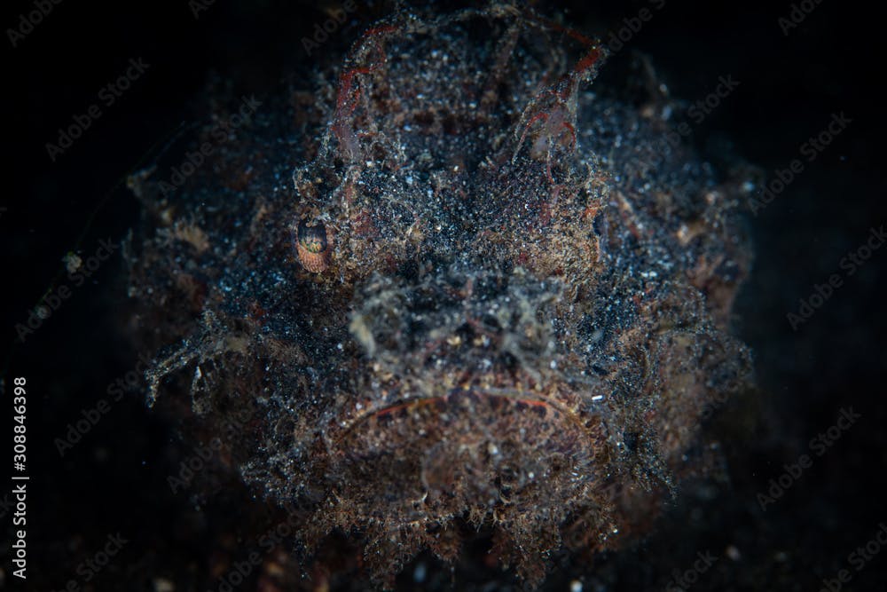 A Raggy scorpionfish, Scorpaenopsis venosa, lies on the black sand seafloor waiting to ambush prey on a coral reef in Lembeh Strait, Indonesia. This well-camouflaged predator is quite venomous.