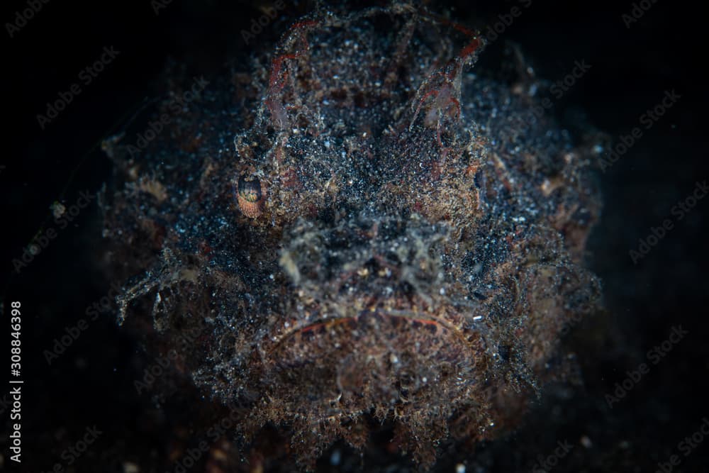 A Raggy scorpionfish, Scorpaenopsis venosa, lies on the black sand seafloor waiting to ambush prey on a coral reef in Lembeh Strait, Indonesia. This well-camouflaged predator is quite venomous.