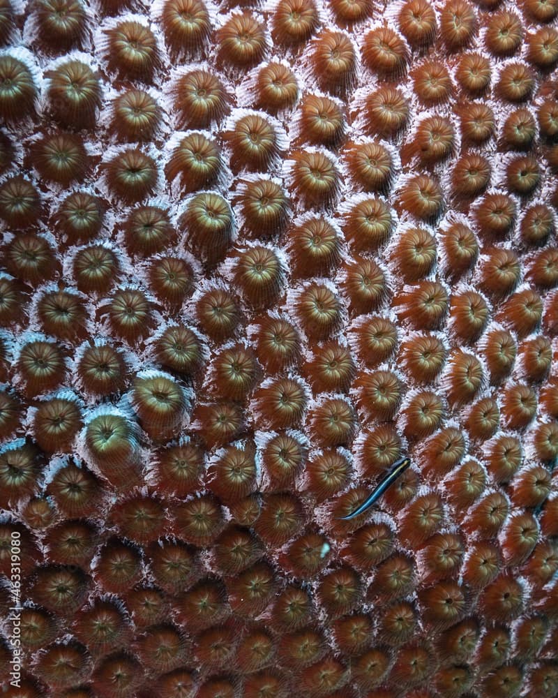 close up of great star coral with neon goby