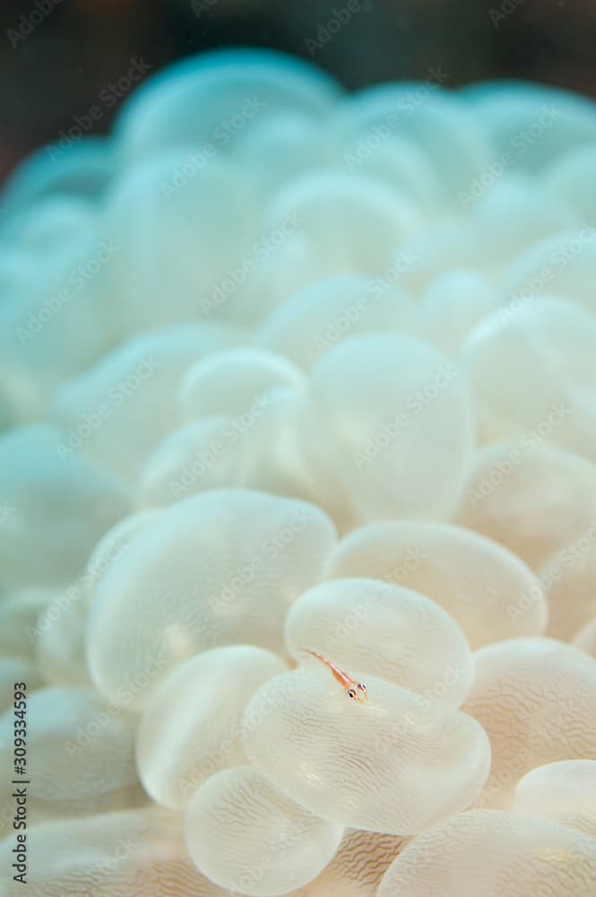 Close up of Goby on bubble coral, underwater photography from Sipadan island, Malaysia. copy space