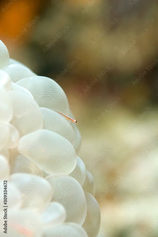 Close up of Goby on bubble coral, underwater photography from Sipadan island, Malaysia. copy space