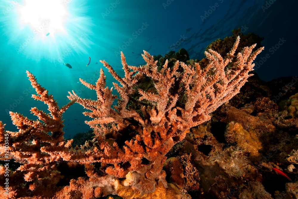 acropora lamarcki