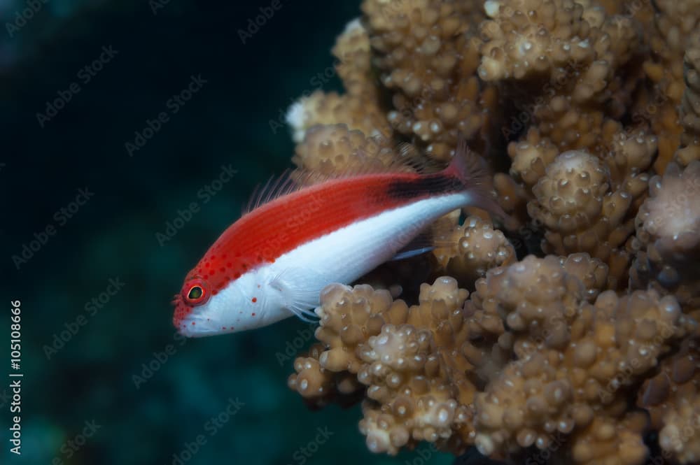 Freckled Hawkfish in the Maldives