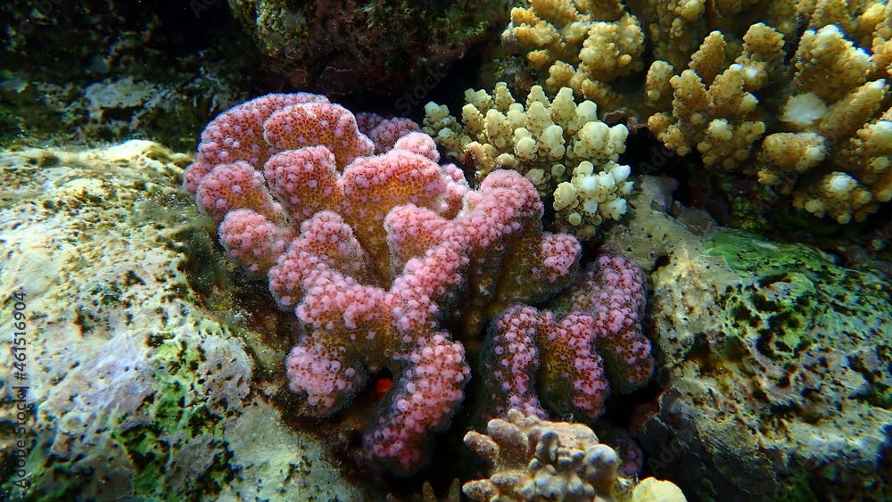 Cauliflower coral, rasp coral, or knob-horned coral (Pocillopora verrucosa) and Acropora lamarcki undersea, Red Sea, Egypt, Sharm El Sheikh, Nabq Bay
