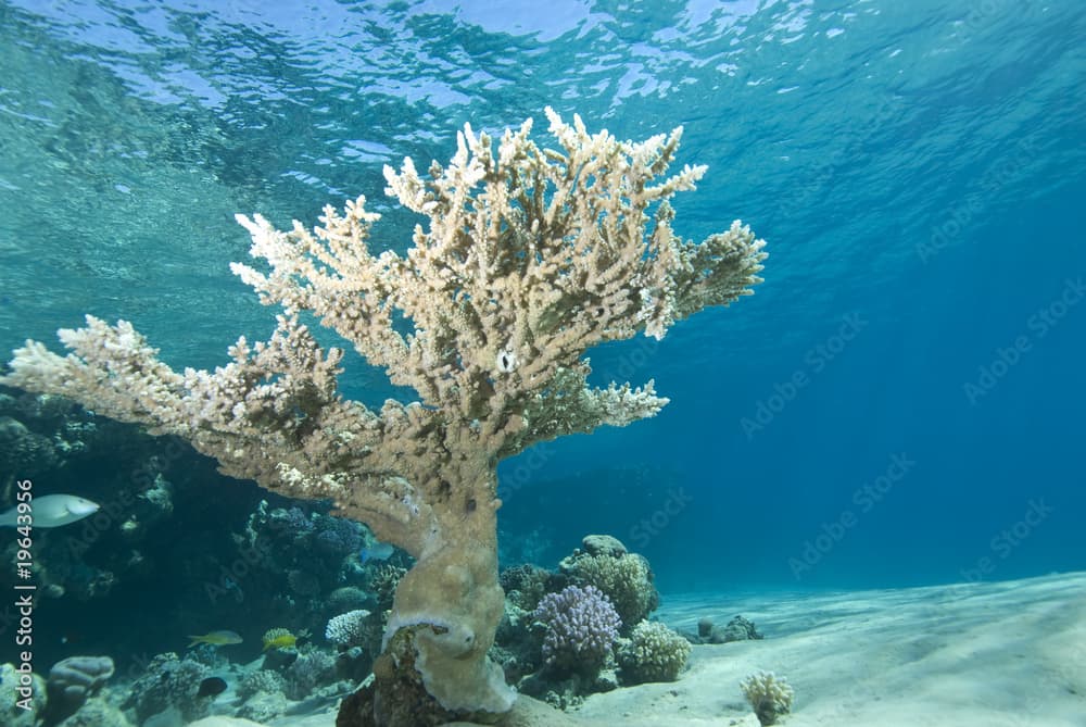 Tropical Coral Reef