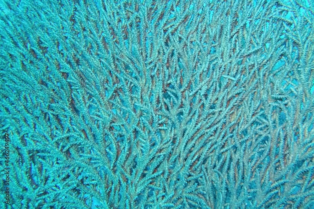 Organic texture of the stony hard coral  Acropora pharaonis (table coral)