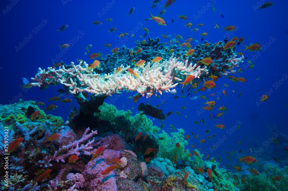 Table coral (Acropora Pharaonis) in Red sea