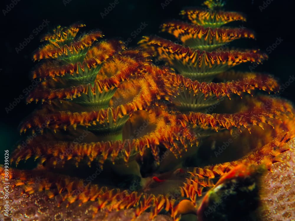 Christmas Tree Worm, Spirobranchus corniculatus