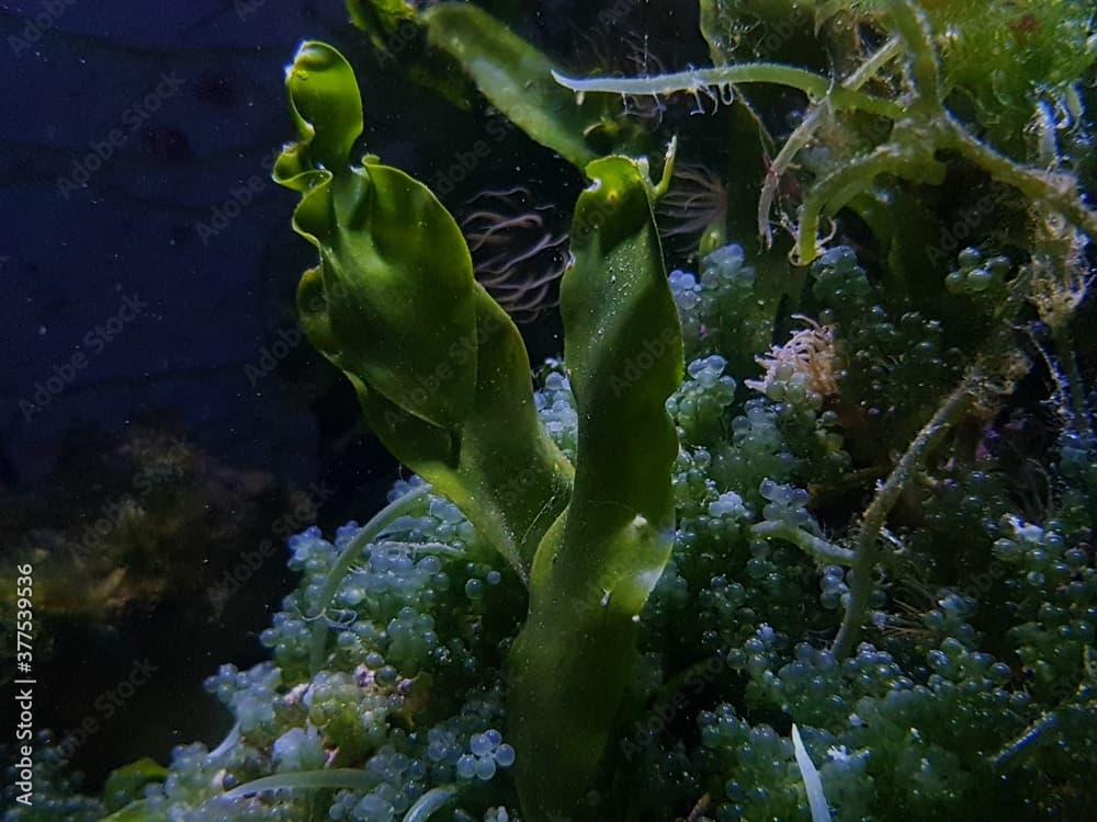 Caulerpa prolifera in refugium system for saltwater coral reef aquarium tank