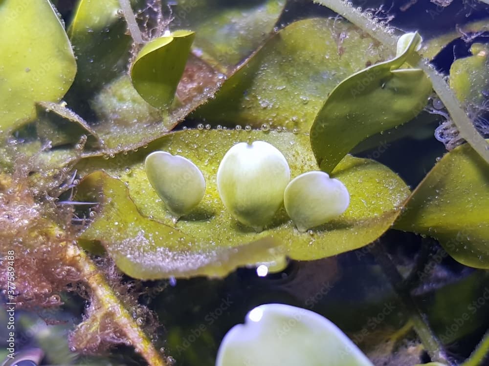 Caulerpa prolifera in refugium system for saltwater coral reef aquarium tank