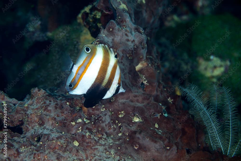 Twospot coralfish, Coradion melanopus