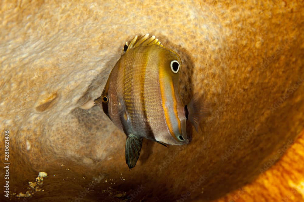 Coradion melanopus, known commonly as the twospot coralfish