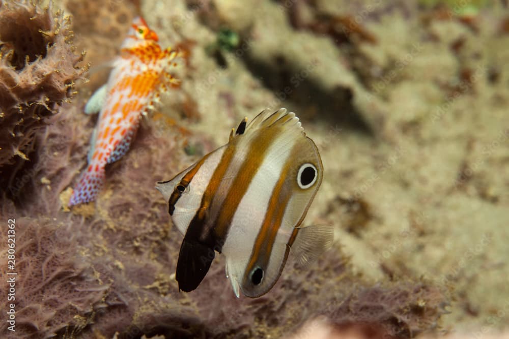 Coradion melanopus, known commonly as the twospot coralfish