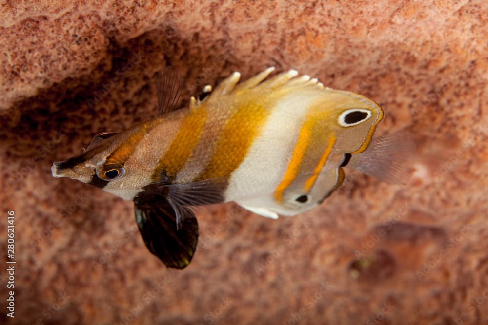 Coradion melanopus, known commonly as the twospot coralfish