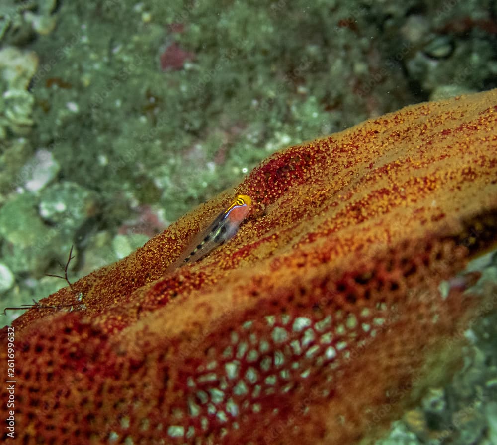 Redhead Goby (Elacatinus puncticulatus)