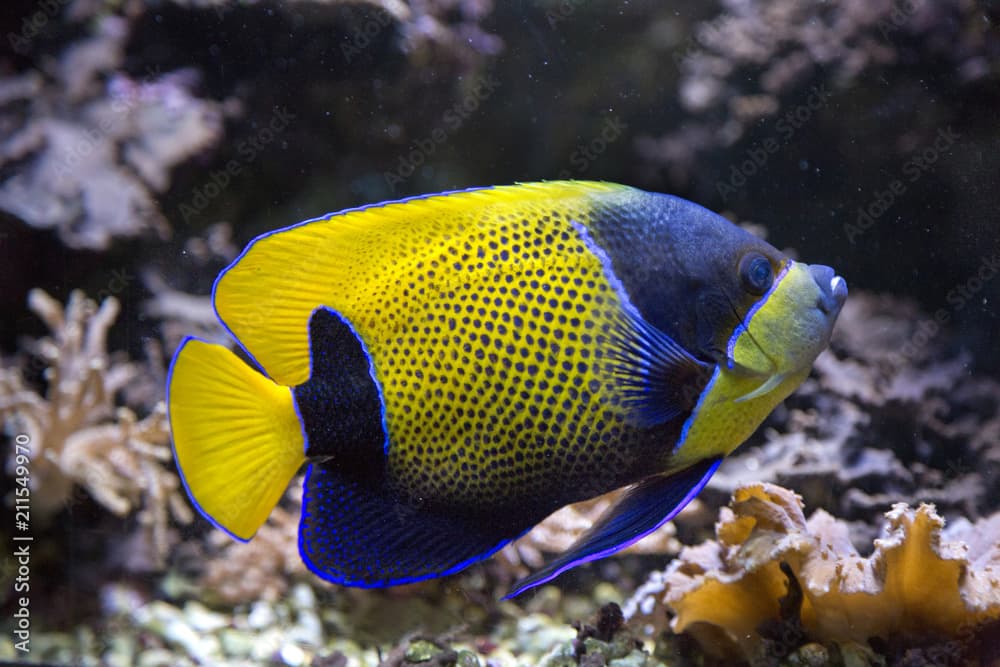 Majestic Angelfish (Pomacanthus navarchus).