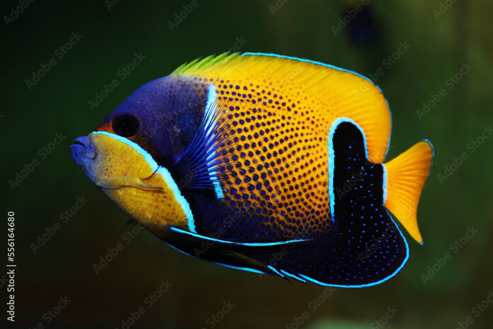 Majestic Angelfish (Pomacanthus navarchus) in black background 