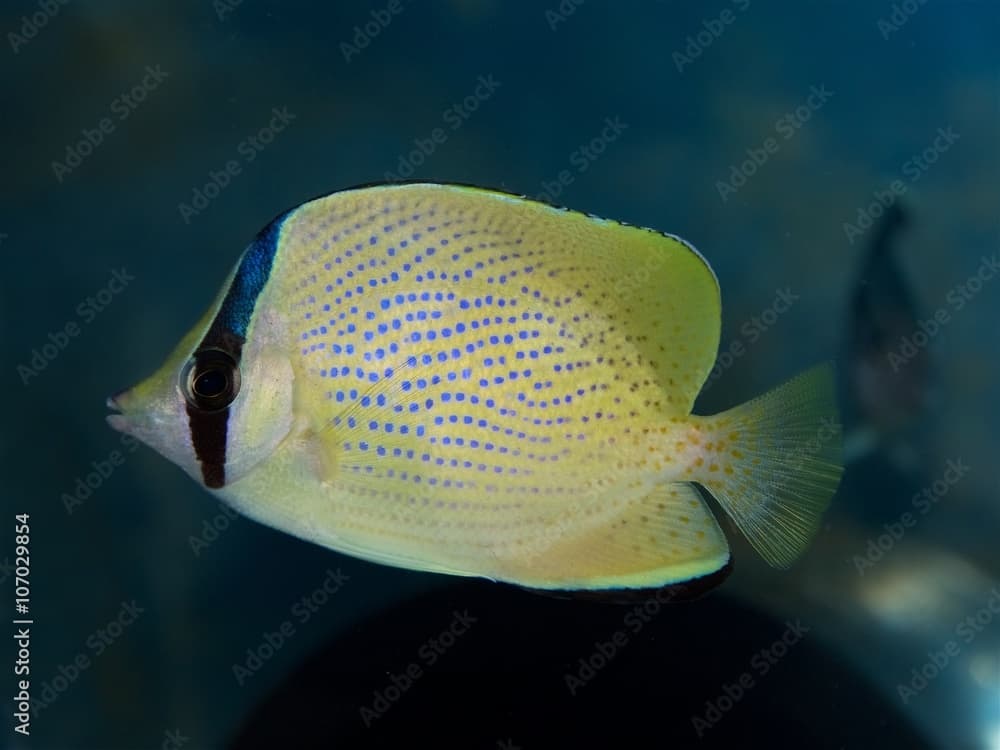 Chaetodon citrinellus is a species of butterflyfish. It is commonly known as the Speckled Butterflyfish or Citron Butterflyfish.