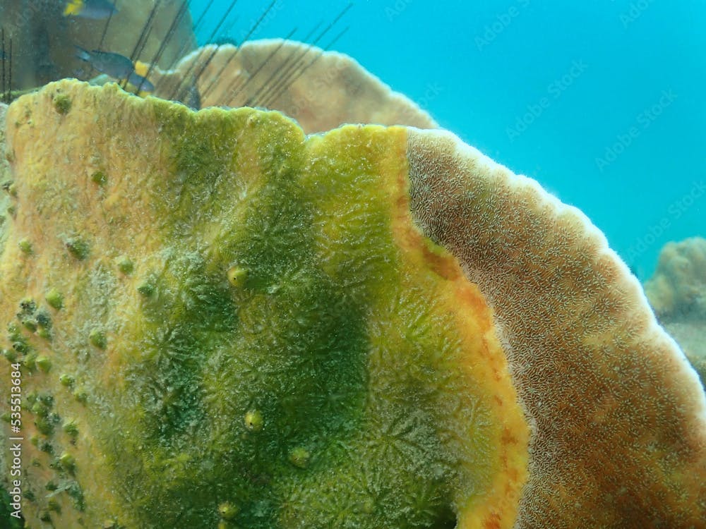 yellow band disease on leaf coral. Pavona decussata.