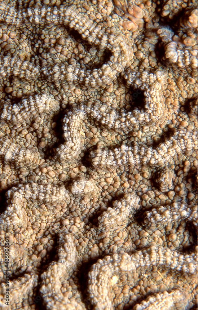 Cactus Coral closeup underwater in the  U.S. Virgin Islands