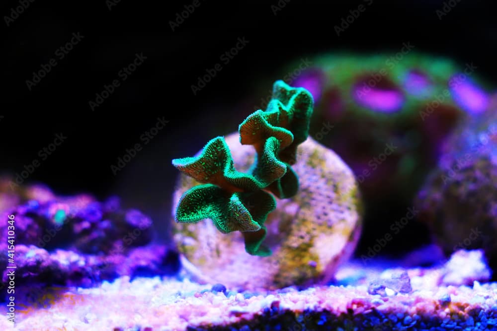 Pavona SPS Cactus Coral - (PAVONA DECUSSATUS)