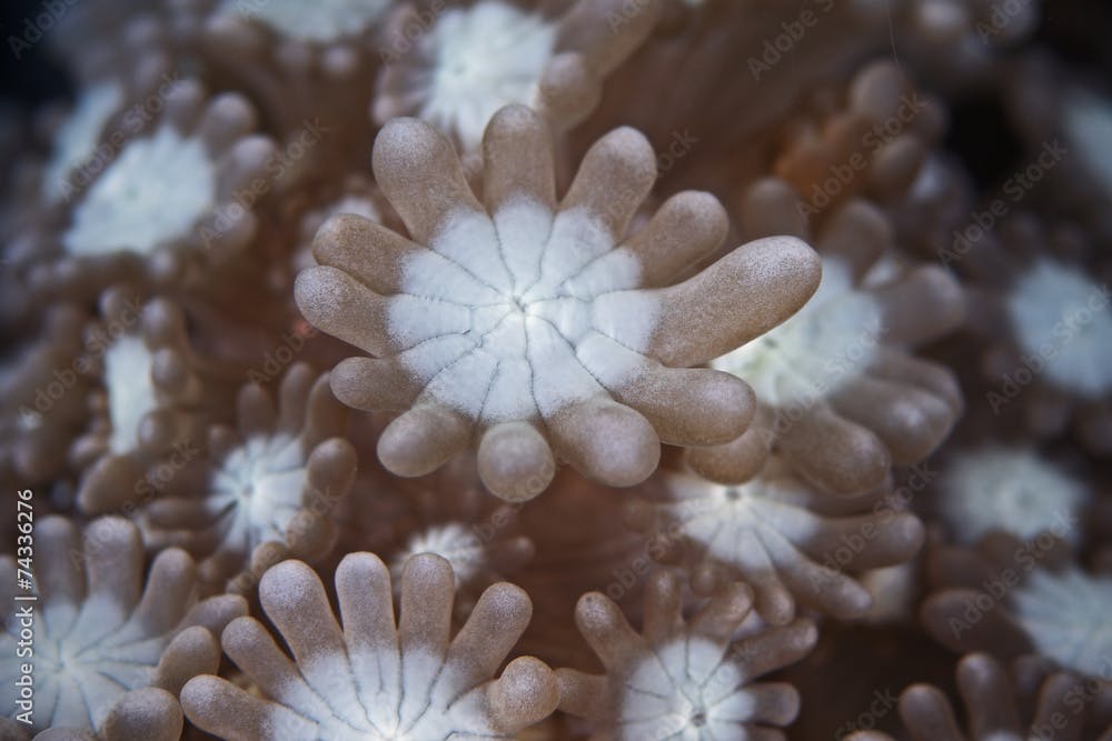 Branching flower pot coral, Porenkoralle (Alveopora catalai)