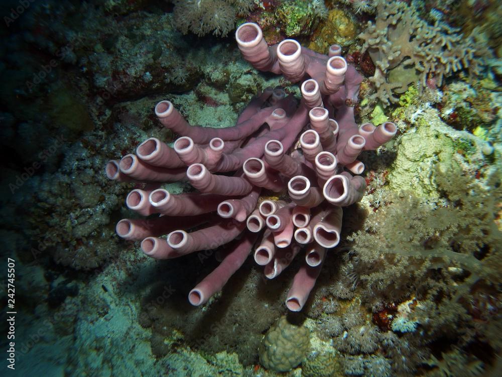 Colonial tube sponge, Callyspongia siphonella, Fury Shoal, Red Sea, Egypt