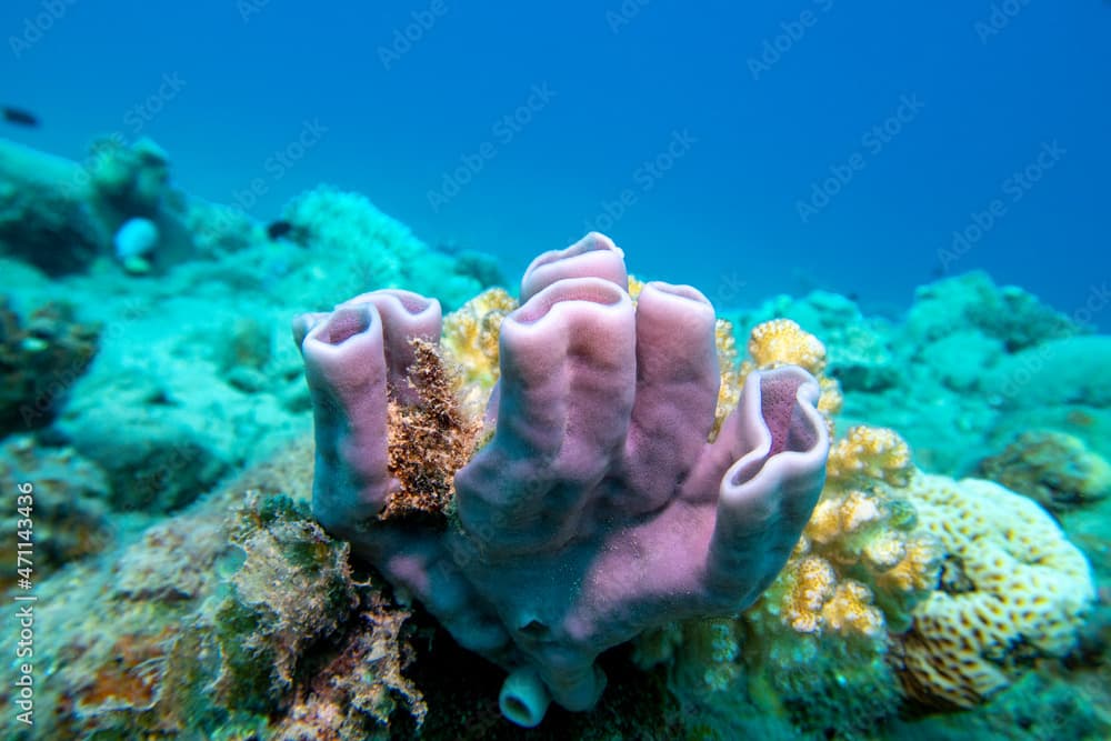 Colorful coral reef at the bottom of tropical sea, pink tube  sea sponge, underwater landscape