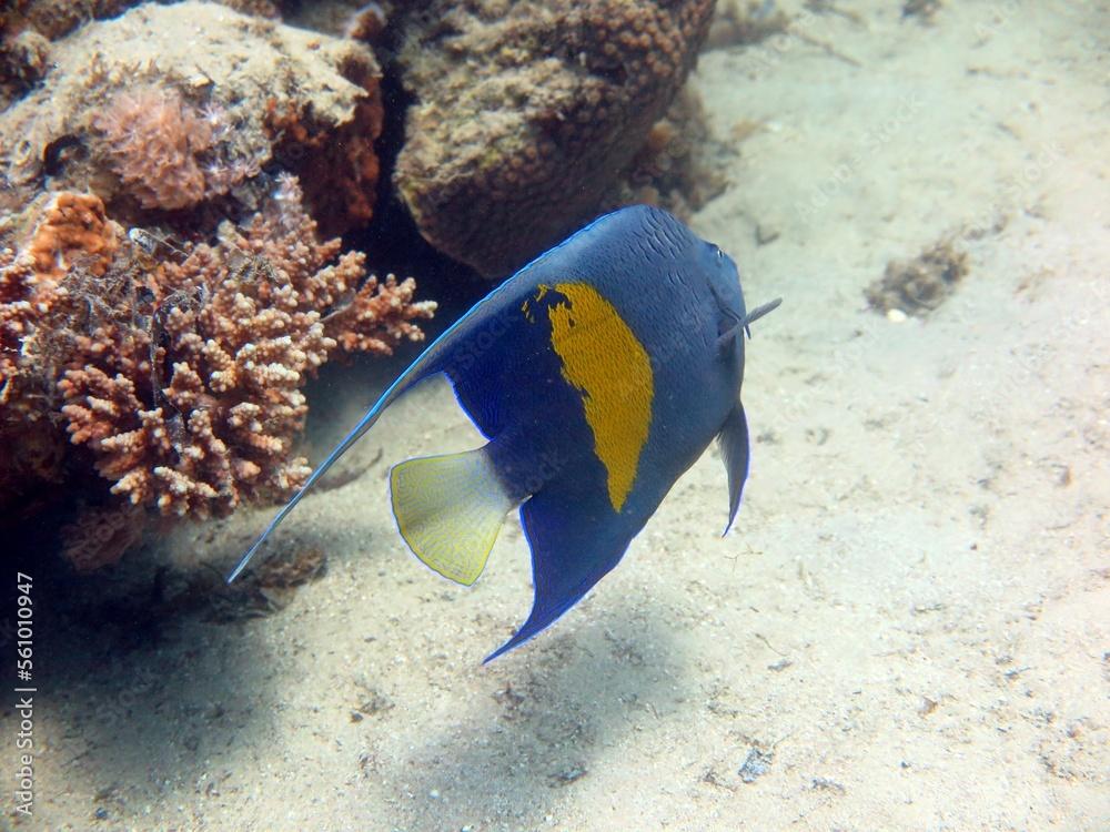 Beautiful colorful arab angle fish