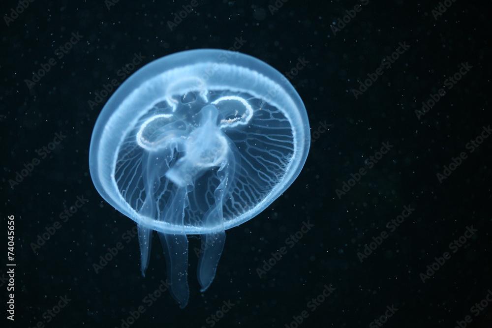 Moon jellyfish (Aurelia aurita) in an aquarium. .