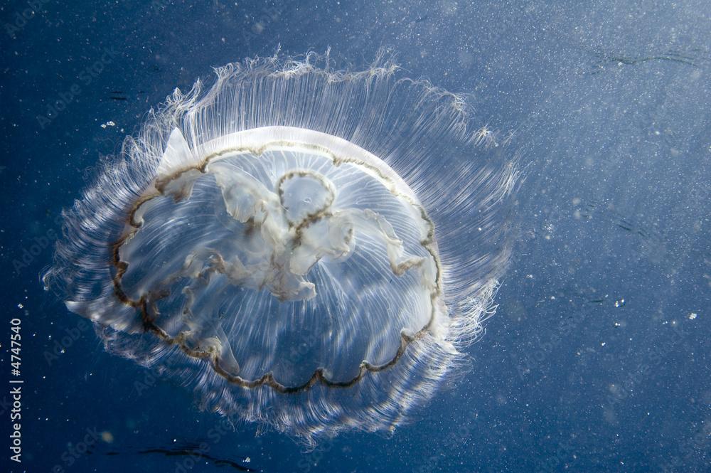 Moonjellyfish, Aurelia aurita