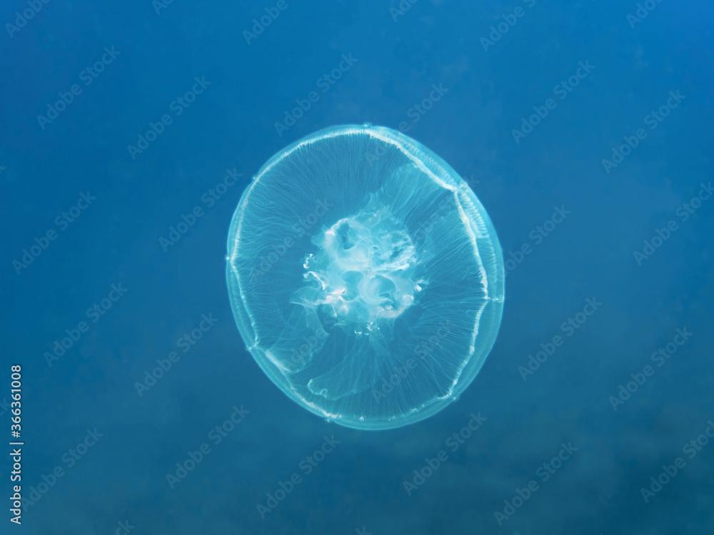 Moon jellyfish (Aurelia aurita) in the deep blue sea, underwater background with copy space