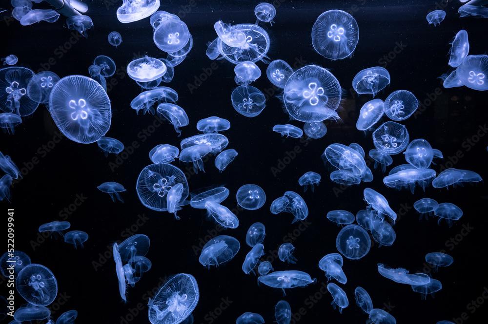 Many Moon Jellyfish (Aurelia aurita) are seen swimming underwater