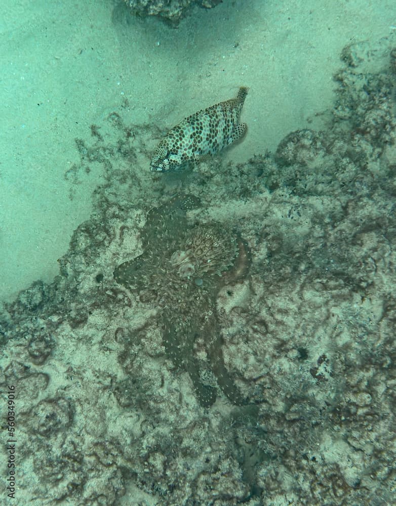 Close-up view of a Common Octopus (Octopus vulgaris) and a Honeycomb grouper (Epinephelus merra) near Top Soleil Beach, Mahe - Seychelles