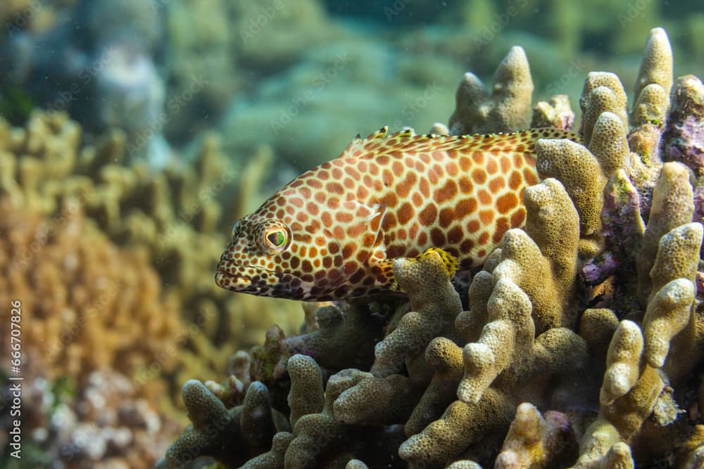 An adult honeycomb grouper (Epinephelus merra), off Bangka Island, near Manado, Sulawesi